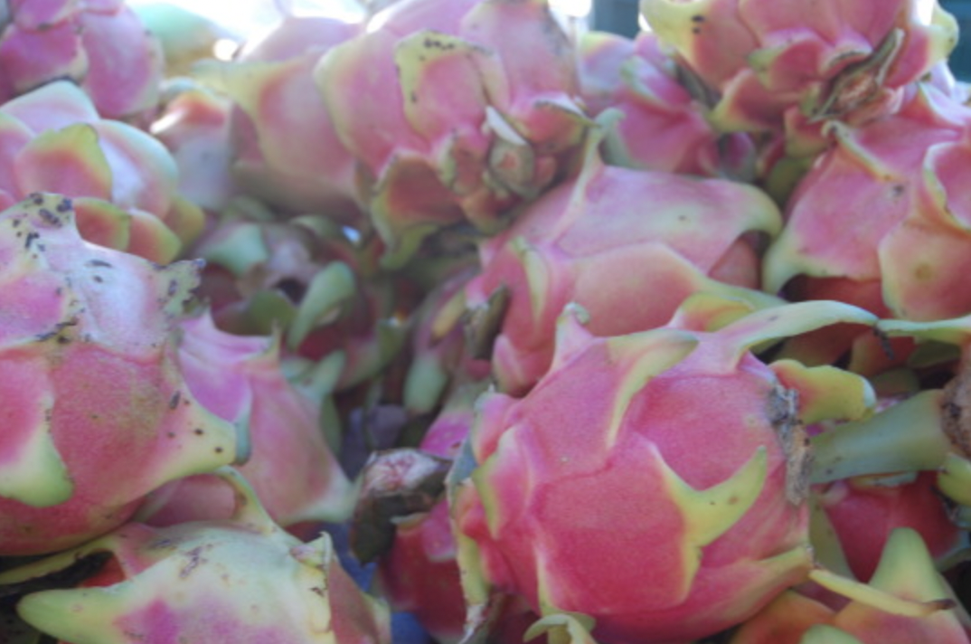 Fruits of the Yucatan