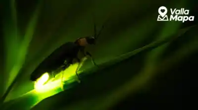 Firefly glowing on a leaf in a humid Yucatan habitat