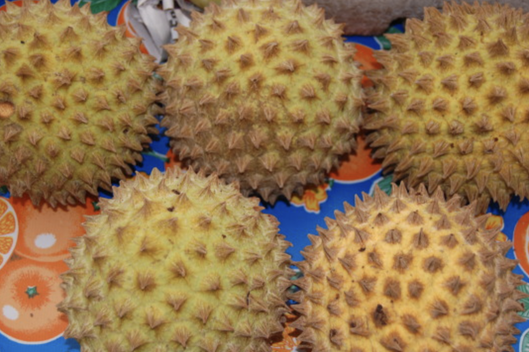 Fruits of the Yucatan