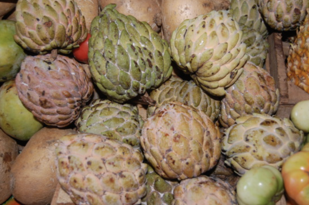 Fruits of the Yucatan