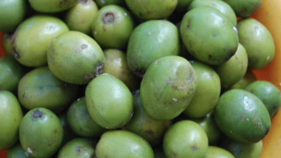 Fruits of the Yucatan