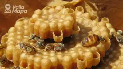 Abeja maya Xunán Kab y meliponario tradicional en Yucatán