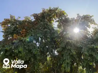 Mature shade tree positioned safely beside a Valladolid home