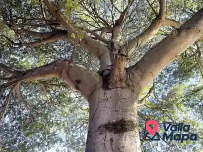 Árbol nativo de Yucatán dando sombra en un patio de Valladolid