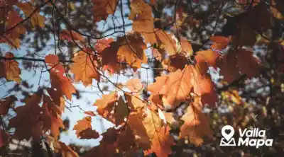 Calles de Valladolid con luz cálida y vegetación durante los meses de otoño
