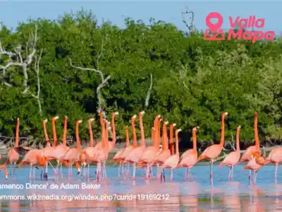 Flamingos and wetlands in the Ria Lagartos Biosphere Reserve, Yucatan