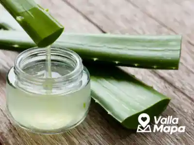Aloe vera plant growing in a warm Yucatan patio garden